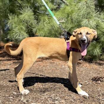 Shepherd and Mixed Breed Dogs Available for Adoption in East Hampton, New York - Whiskey | PetCurious