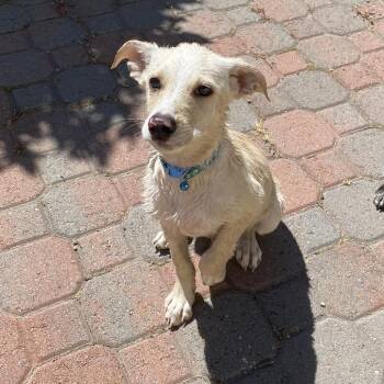 Chihuahua and Terrier Dogs Available for Adoption - Tank | PetCurious