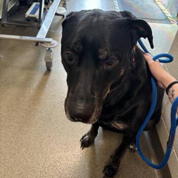 Marv -  Labrador Retriever and Mixed Breed Dog for Adoption in Council Bluffs, Iowa - Marv | PetCurious