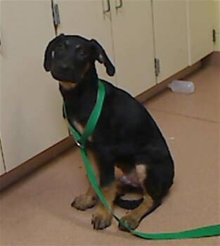 BIRDIE -  Black And Tan Coonhound and Mixed Breed Dog for Adoption in Cookeville, Tennessee - BIRDIE | PetCurious