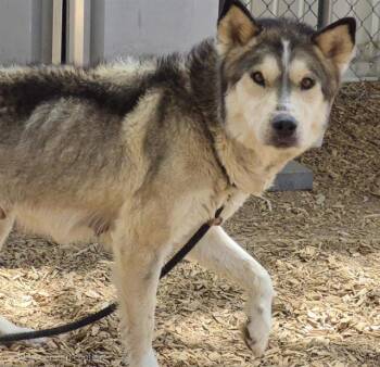 Husky and Mixed Breed Dogs Available for Adoption in Albuquerque, New Mexico - SOPHIA | PetCurious