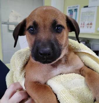 Hound Dogs Available for Adoption - Brooks | PetCurious