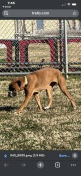 Boxer Dogs Available for Adoption - Luna | PetCurious