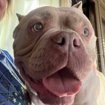 Mixed Breed Dogs Available for Adoption in Northwood, New Hampshire - Lois | PetCurious