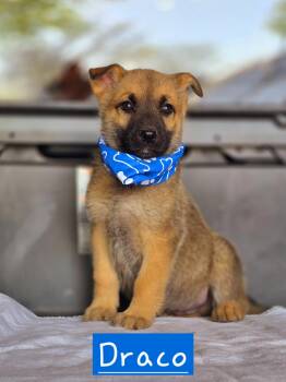 German Shepherd Dog Dogs Available for Adoption in Walthill, Nebraska - Draco | PetCurious