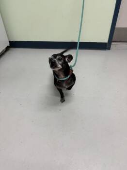 Biggie -  Chihuahua and Mixed Breed Dog Available for Adoption in Savannah, Georgia - Biggie | PetCurious