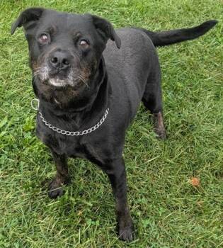 MARIE -  Labrador Retriever Dog for Adoption in Akron, Ohio - MARIE | PetCurious