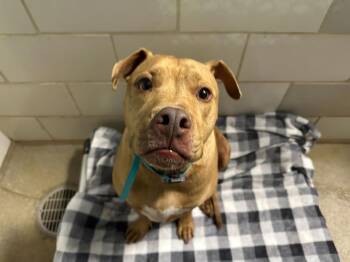 BRUNO -  Pit Bull Terrier Dog for Adoption in Charlotte, North Carolina - BRUNO | PetCurious