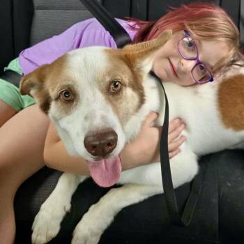 Keanu -  Australian Cattle Dog Blue Heeler Dog for Adoption in Austin, Texas - Keanu | PetCurious