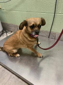BROOKE -  Chihuahua and Mixed Breed Dog for Adoption in Grand Prairie, Texas - BROOKE | PetCurious