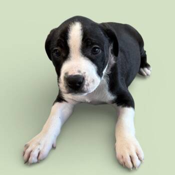 Cattle Dog and Mixed Breed Dogs Available for Adoption - Little Man | PetCurious