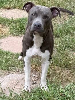 261224  Lifeguard -  Pit Bull Terrier Dog for Adoption in Wetumpka, Alabama - 261224  Lifeguard | PetCurious