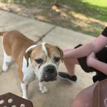Dixie -  Boxer Dog for Adoption in Spring Hill, Kansas - Dixie | PetCurious