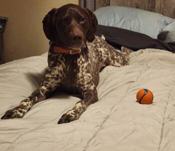 Hans - Coming Soon! -  German Shorthaired Pointer Dog for Adoption in Omaha, Nebraska - Hans - Coming Soon! | PetCurious
