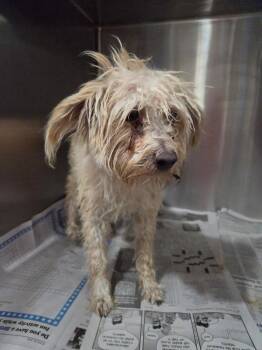 Parker -  Terrier Dog for Adoption in El Centro, California - Parker | PetCurious