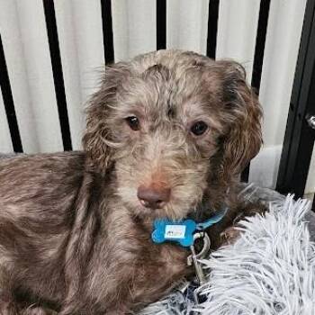 Rusty -  Miniature Schnauzer and Miniature Poodle Dog for Adoption in Toms Brook, Virginia - Rusty | PetCurious