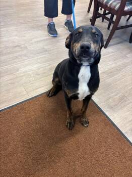 Hound and Rottweiler Dogs Available for Adoption - Little Bo | PetCurious