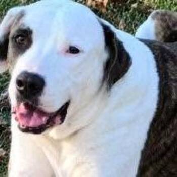 Buddy -  Mixed Breed Dog for Adoption - Buddy | PetCurious
