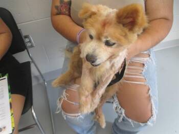 BUBBLES -  Chihuahua Dog for Adoption in Ocala, Florida - BUBBLES | PetCurious