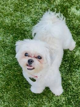 Ace -  Maltese and Shih Tzu Dog for Adoption in Elk Grove, California - Ace | PetCurious