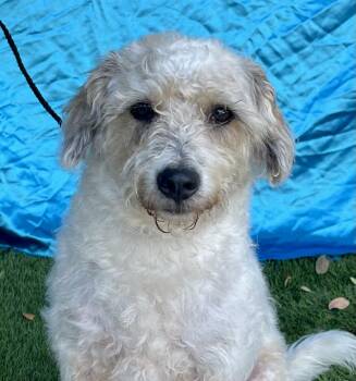 BUDDY -  Miniature Poodle Dog for Adoption in Rowland Heights, California - BUDDY | PetCurious