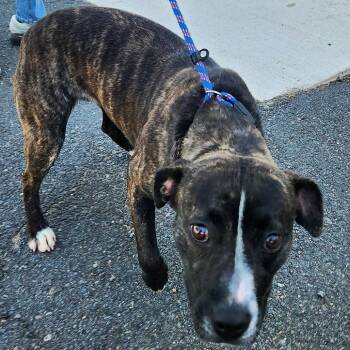 Mocha -  Terrier and Mixed Breed Dog for Adoption in Falls Church, Virginia - Mocha | PetCurious