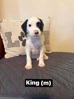 King -  Boxer and Terrier Dog for Adoption in Salamanca, New York - King | PetCurious