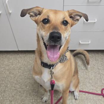 Bailey -  German Shepherd Dog and Mixed Breed Dog for Adoption in Milan, Illinois - Bailey | PetCurious