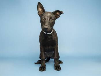 NIGHTWING -  Labrador Retriever Dog for Adoption in Phoenix, Arizona - NIGHTWING | PetCurious