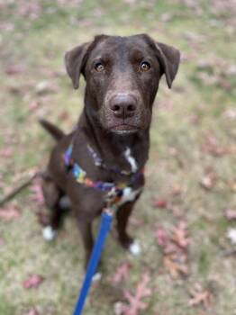 Rescue Labrador Retriever and Husky Dogs for Adoption in Hollis, New Hampshire - Copper | PetCurious