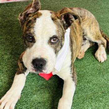 American Bully Dogs Available for Adoption in Lucas, Texas - Eascal | PetCurious