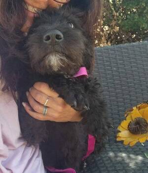 Poodle and Cattle Dog Dogs Available for Adoption in Grafton, Wisconsin - Daffodil | PetCurious