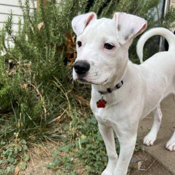 Jessie Marshmallow Toy Story -  Jack Russell Terrier and Labrador Retriever Dog for Adoption in Friendswood, Texas - Jessie Marshmallow Toy Story | PetCurious