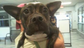 PIXIE -  Mixed Breed Dog for Adoption in Charlotte, North Carolina - PIXIE | PetCurious