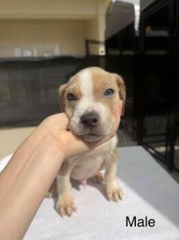 Mixed Breed Dogs Available for Adoption in West Chester, Pennsylvania - Yarrow | PetCurious