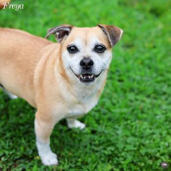 Freya -  Pug and Mixed Breed Dog for Adoption in Hopkinton, Massachusetts - Freya | PetCurious