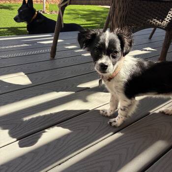 Wiggles -  Terrier Dog for Adoption in Albuquerque, New Mexico - Wiggles | PetCurious