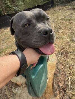 Rescue Mixed Breed Dogs for Adoption in Chamblee, Georgia - Shocka - IN FOSTER | PetCurious