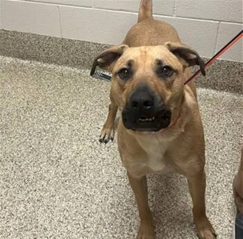 Black Mouth Cur and Mixed Breed Dogs Available for Adoption in Colorado Springs, Colorado - KOBE | PetCurious