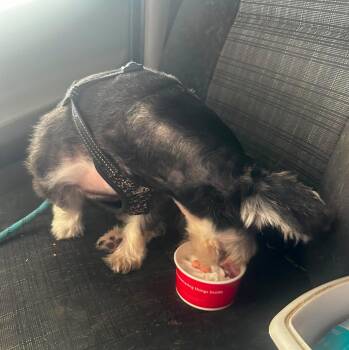 Teeko -  Miniature Schnauzer Dog for Adoption in Rochester, New York - Teeko | PetCurious