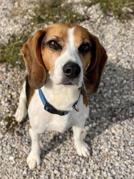 Lelo -  Beagle and Mixed Breed Dog for Adoption in Traverse City, Michigan - Lelo | PetCurious
