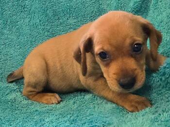 Phoebe -  Beagle and Dachshund Dog for Adoption in Murphysboro, Illinois - Phoebe | PetCurious