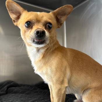 Chihuahua Dogs Available for Adoption in Yuma, Arizona - Yoda | PetCurious