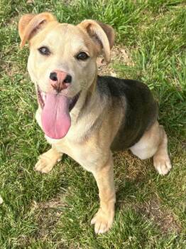 Mixed Breed Dogs Available for Adoption - Fiona | PetCurious