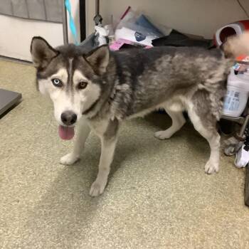 IVHS-Stray-140935 -  Husky Dog for Adoption in San Gabriel, California - IVHS-Stray-140935 | PetCurious
