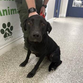 Marlow -  Black Labrador Retriever Dog for Adoption in Defuniak Springs, Florida - Marlow | PetCurious
