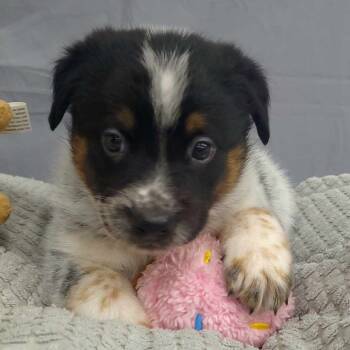 Rescue Pointer and Mixed Breed Dogs for Adoption - Dice (Inkspot Litter) | PetCurious