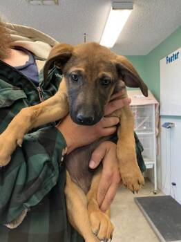 Shepherd Dogs Available for Adoption - Cash | PetCurious