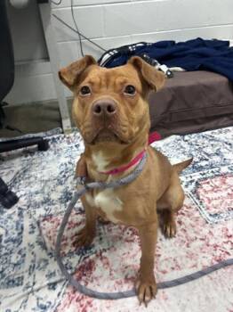 KANGA -  Pit Bull Terrier Dog for Adoption in Dayton, Ohio - KANGA | PetCurious