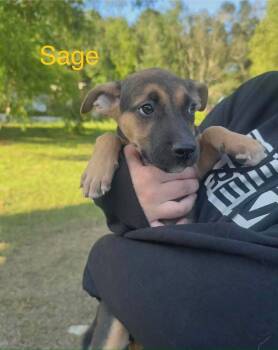 Sage (AVAILABLE 7/20) -  Shepherd Dog for Adoption in Leverett, Massachusetts - Sage (AVAILABLE 7/20) | PetCurious